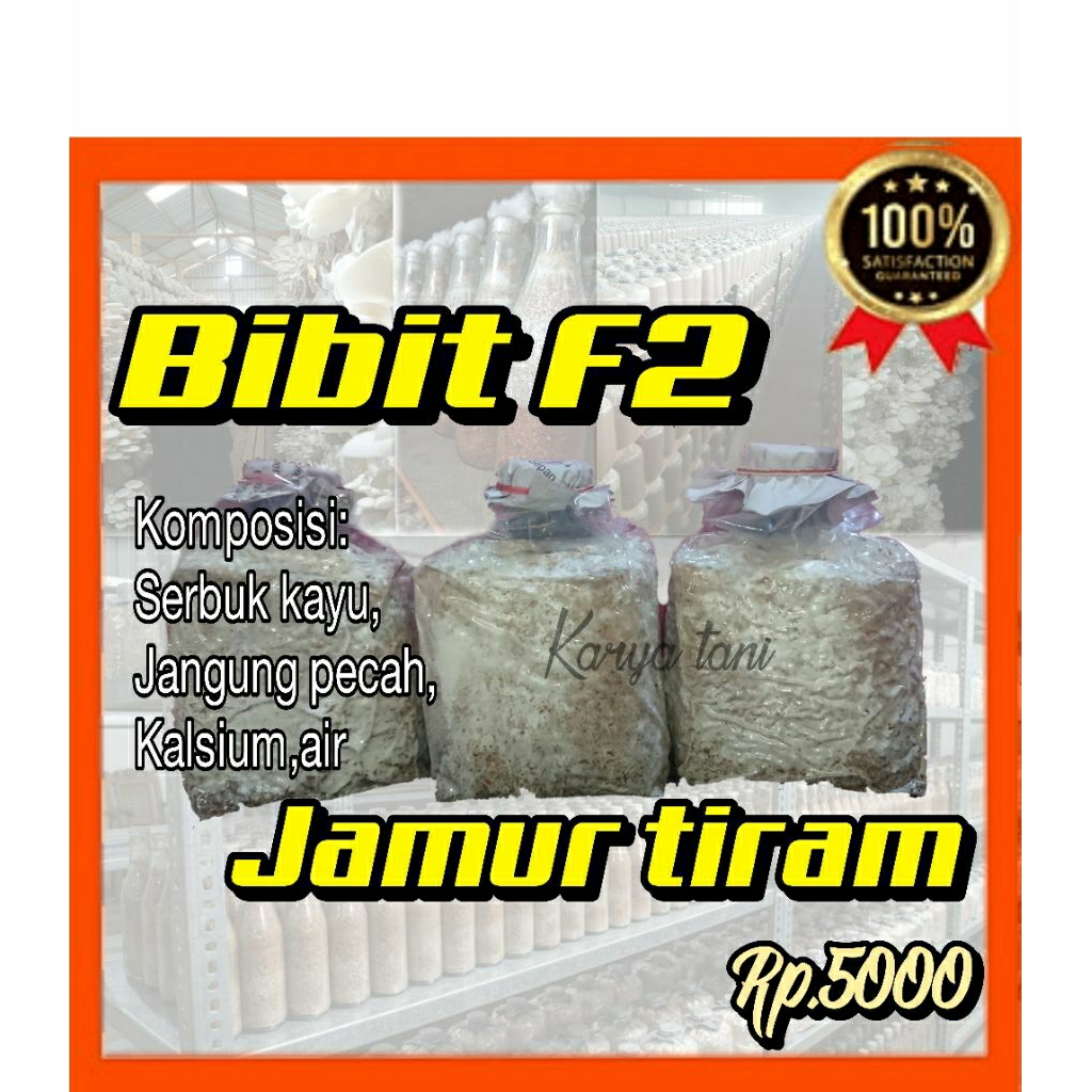 F2bibit jamur tiram