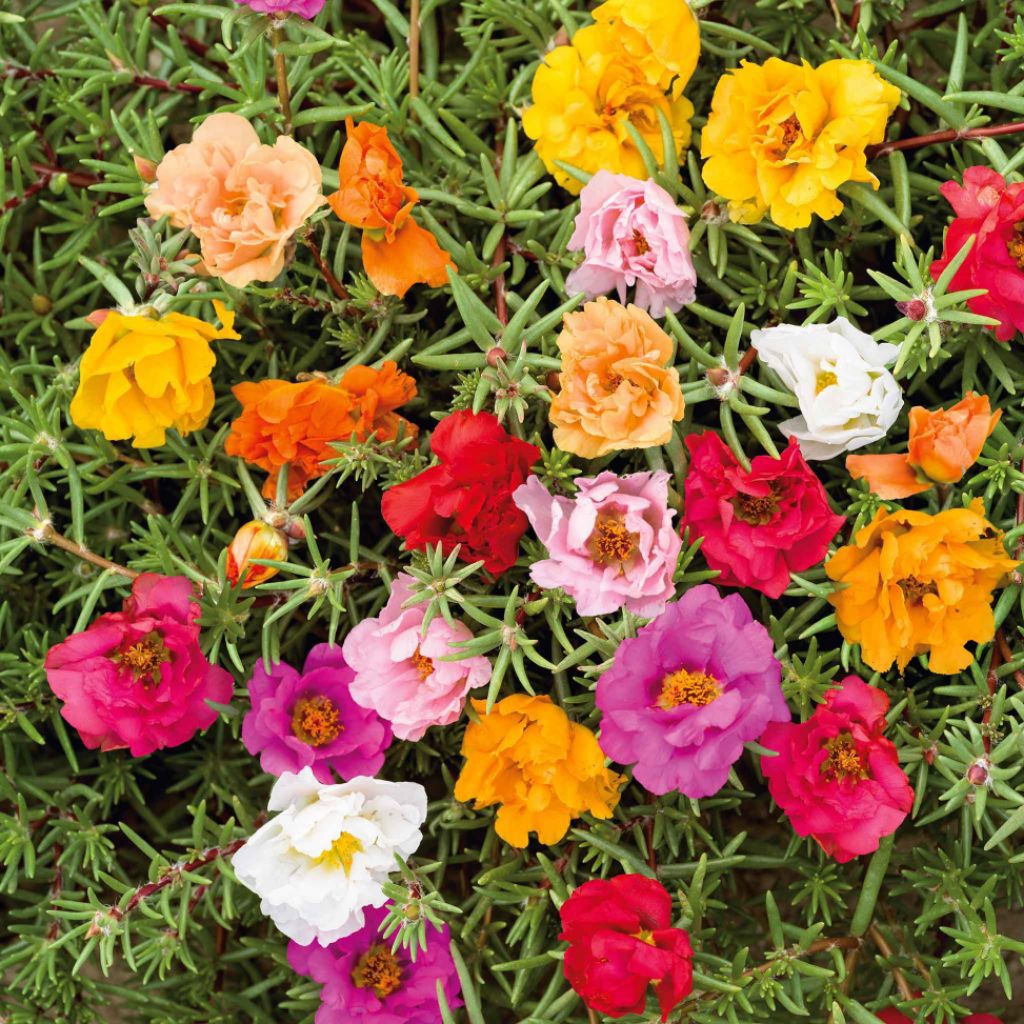 BENIH BIJI BUNGA MOSS ROSE PORTULACA 200 BUTIR