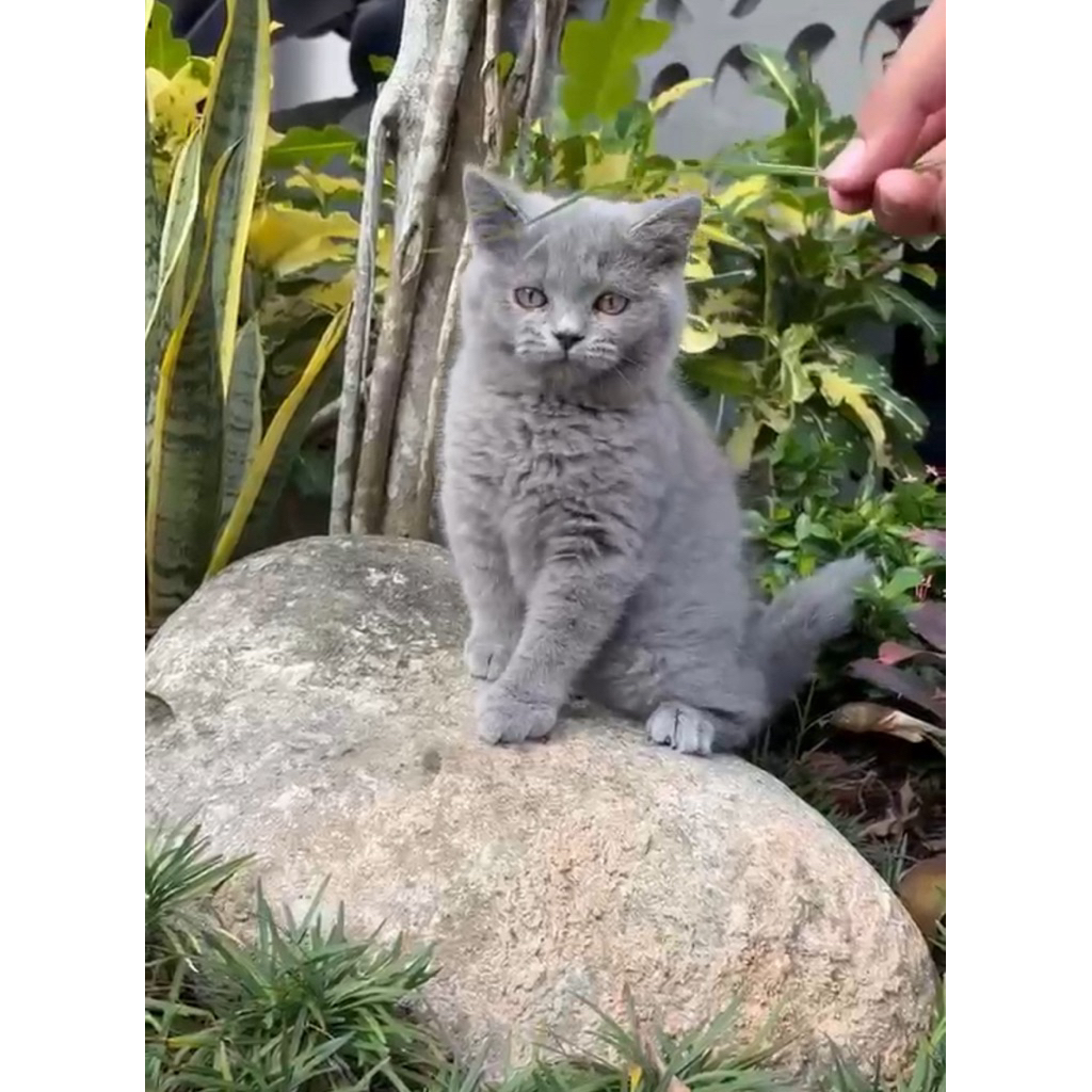 British Short Hair kitten 3 bulan / Kucing BSH