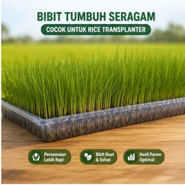 promo cod bosqu nampan Semai Benih Padi Bening Tipe C