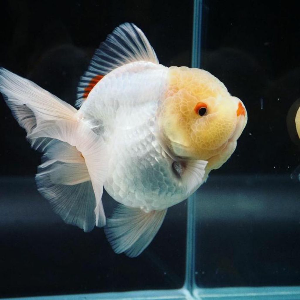 paket hemat 6 pcs mas koki oranda snow white oranda putih salju perhiasan aquarium dan kolam cantik