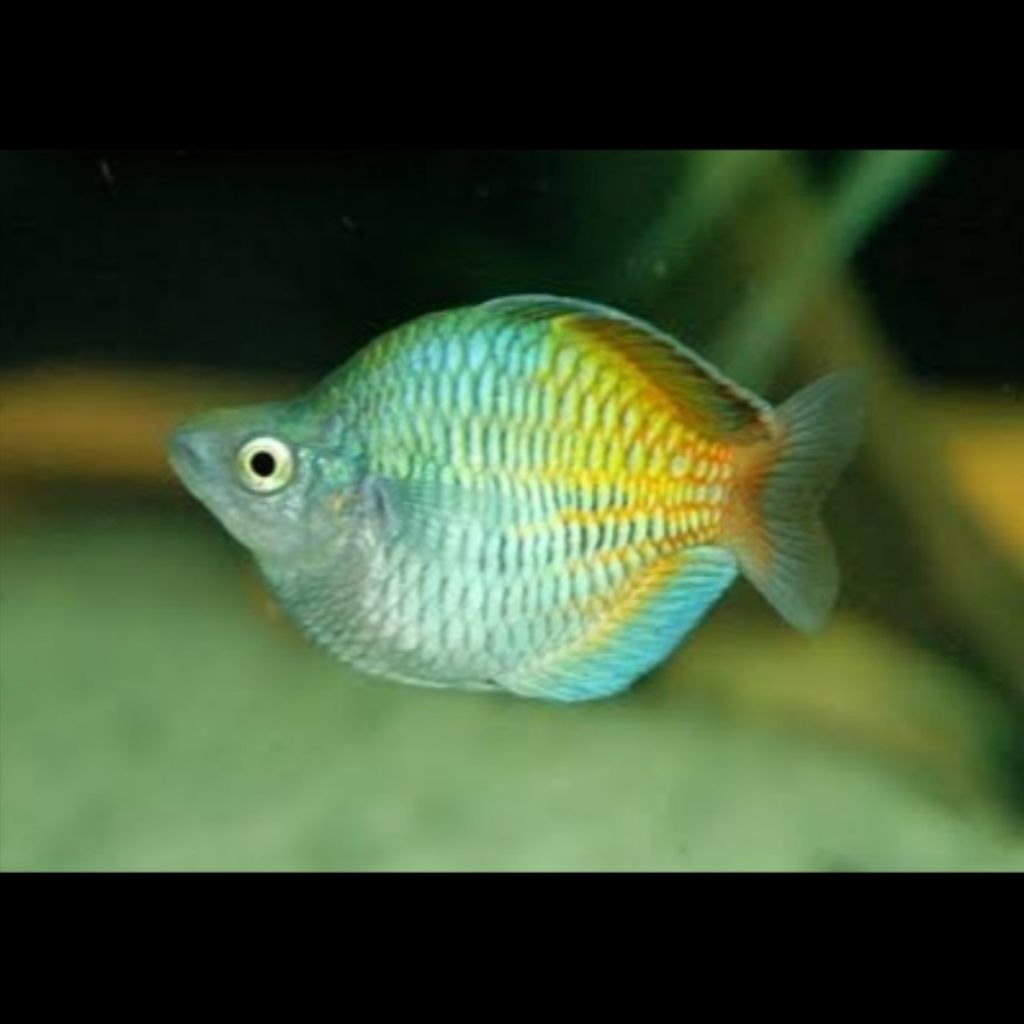 IKAN RAINBOW BOSEMANI SEMI BALON