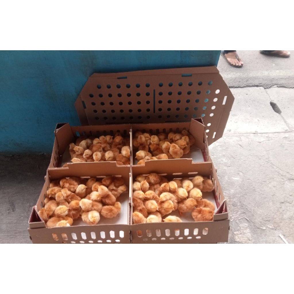 Ayam Layer Petelur Doc Vaksin Nd dan Ib