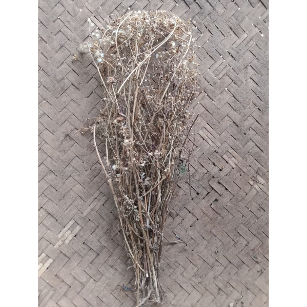 25 gram Daun Sawi Langit Kering / Obat Herbal Daun Sawi Langit Kering Alami
