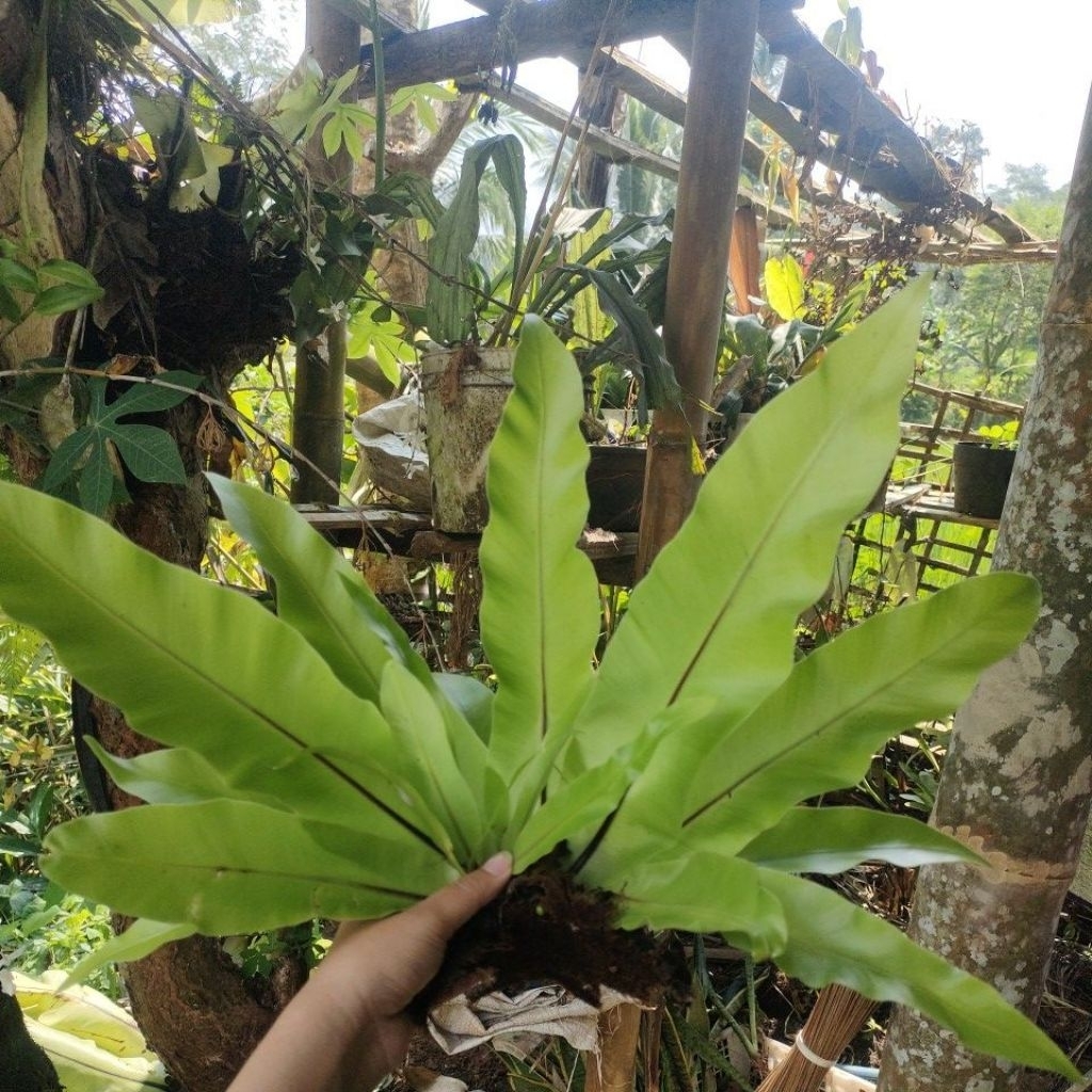 Tanaman Hias Kadaka Mini Sp YL - Pohon, Darat, Hiasan Aquascape