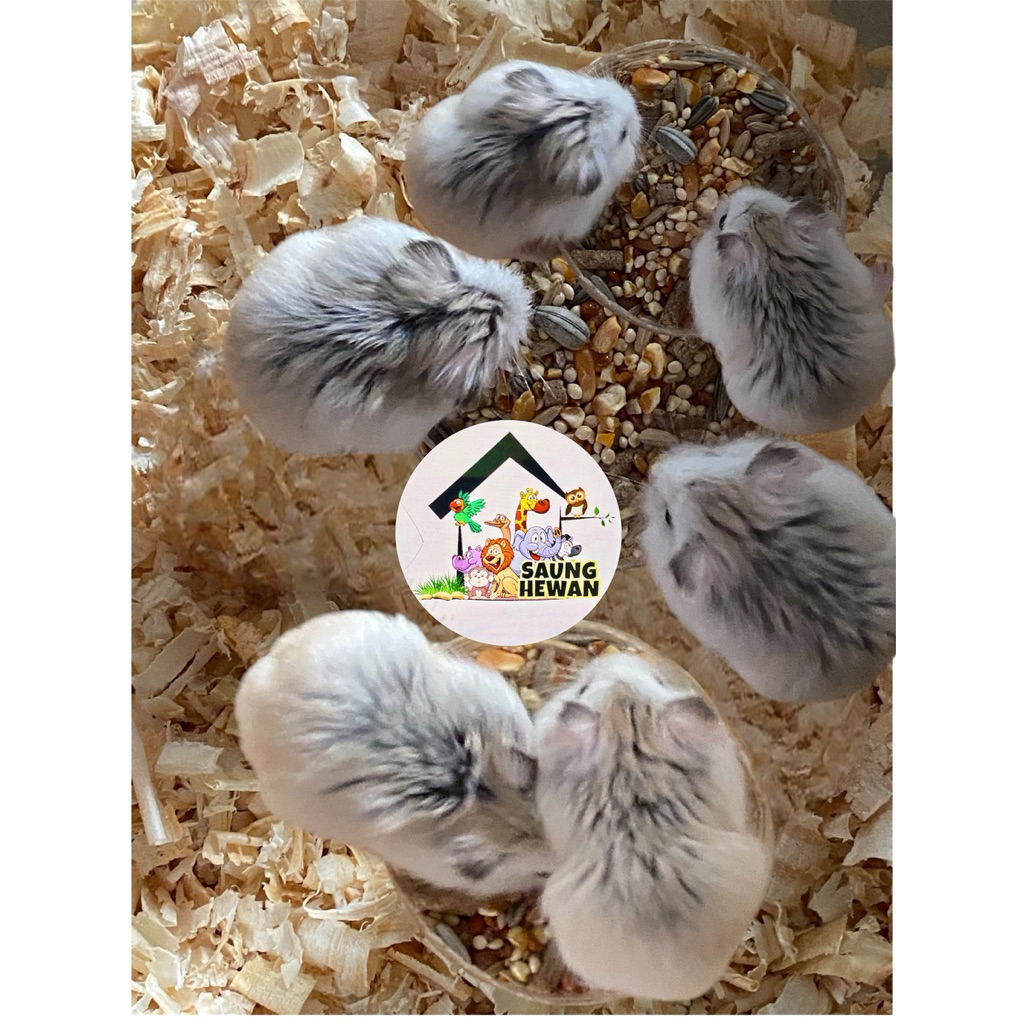 Hamster Roborovski