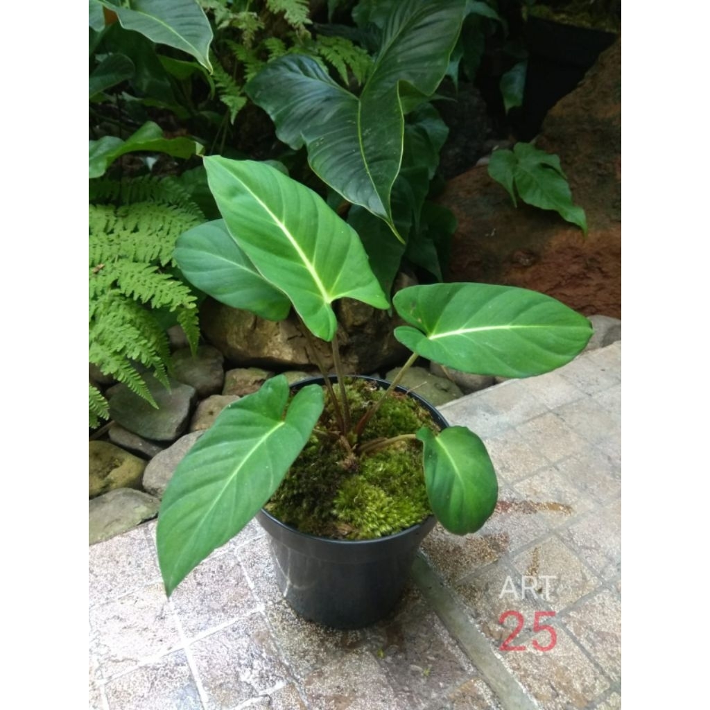 Adelonema Yanamonoensis Real Picture