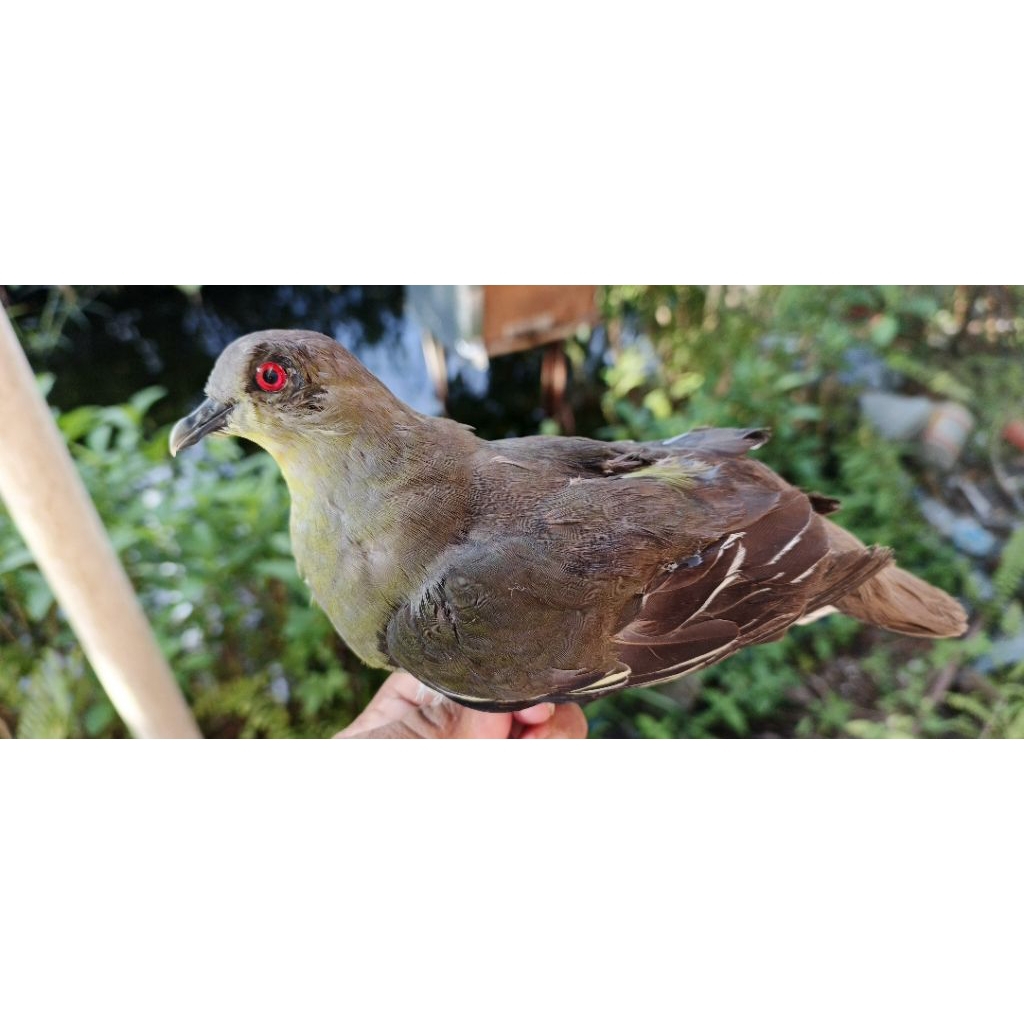 jontrot burung punai bakau/siyul betina