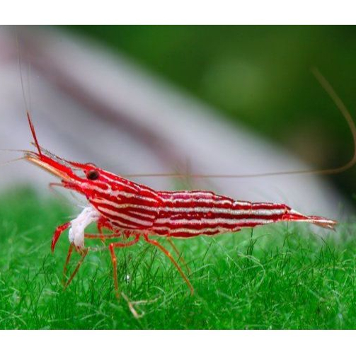 Udang Hias Red Line Sulawesi
