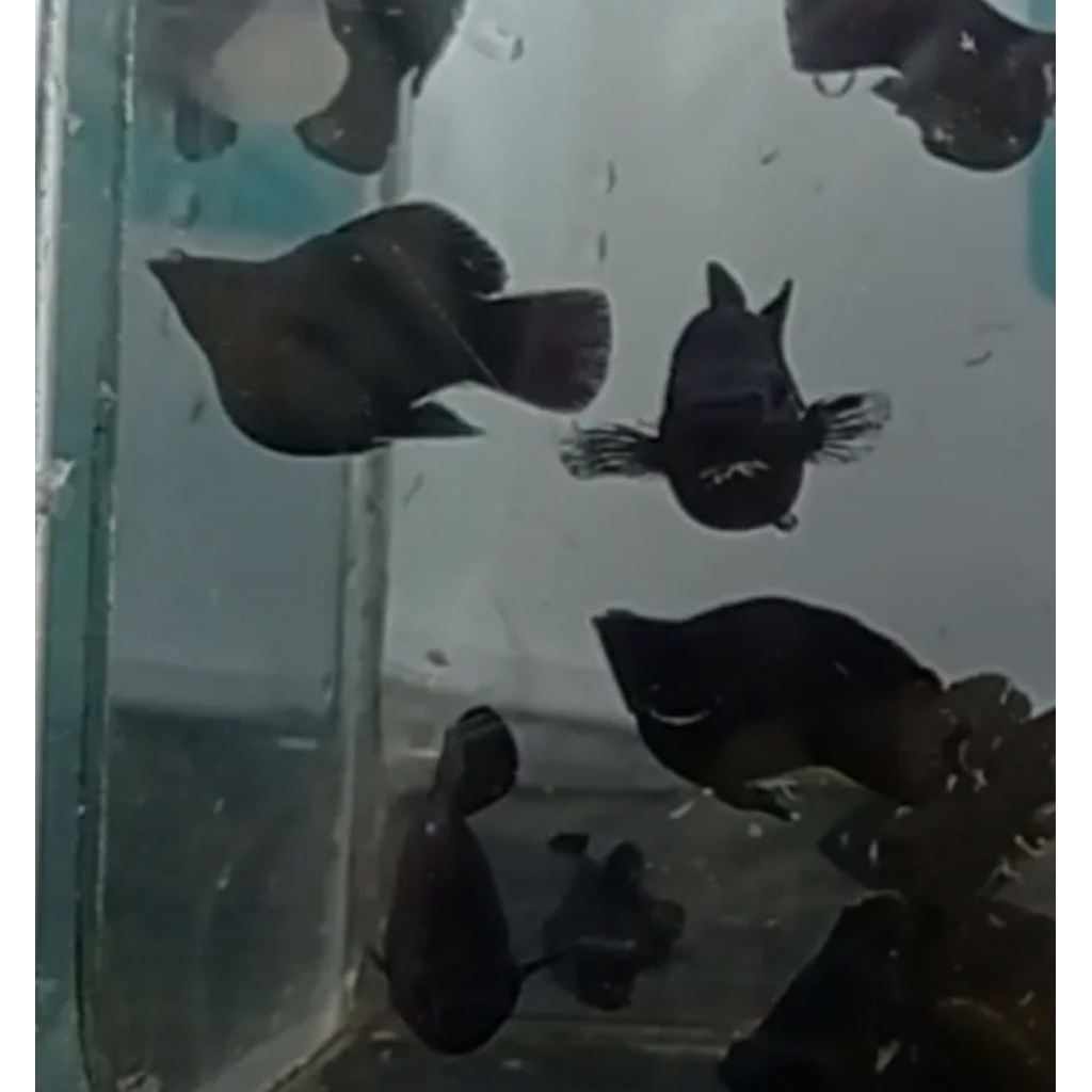 hiasan indukan black molly