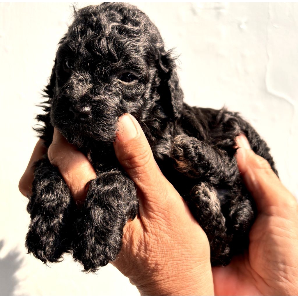 Puppy Poodle silver tiny