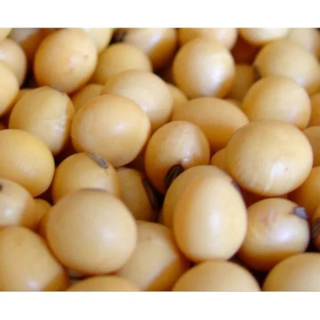 1 KG BENIH KEDELAI GROBOGAN PILIHAN