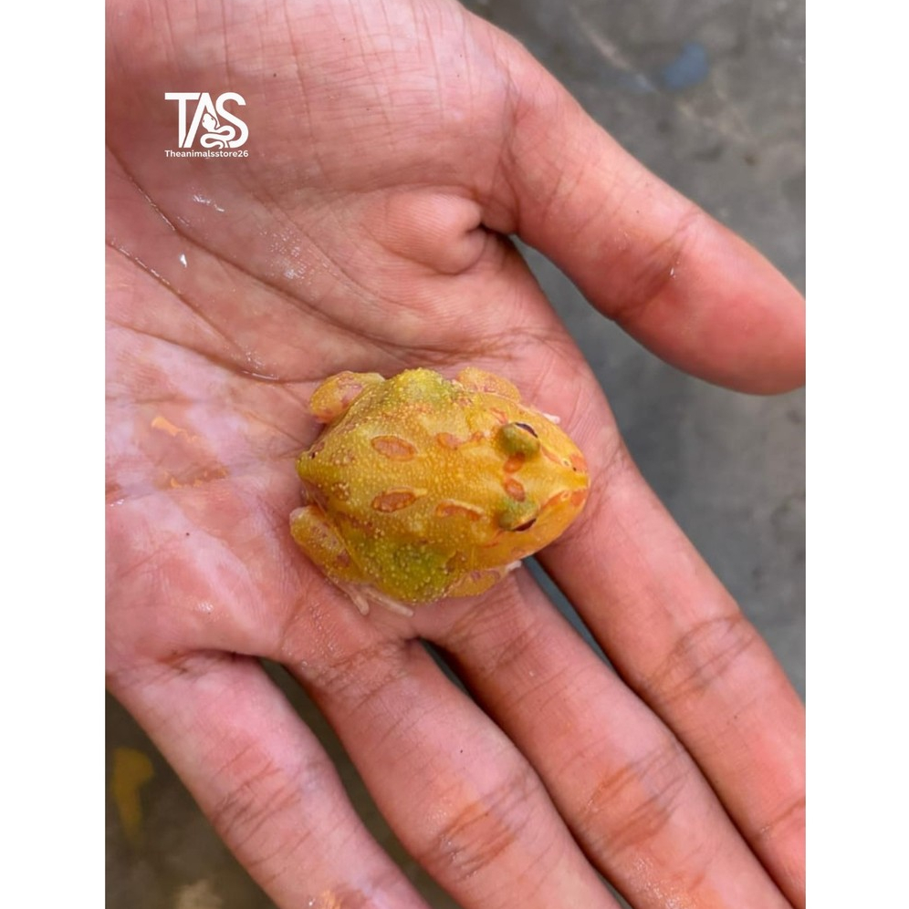Pacman Frog Albino 4Sp