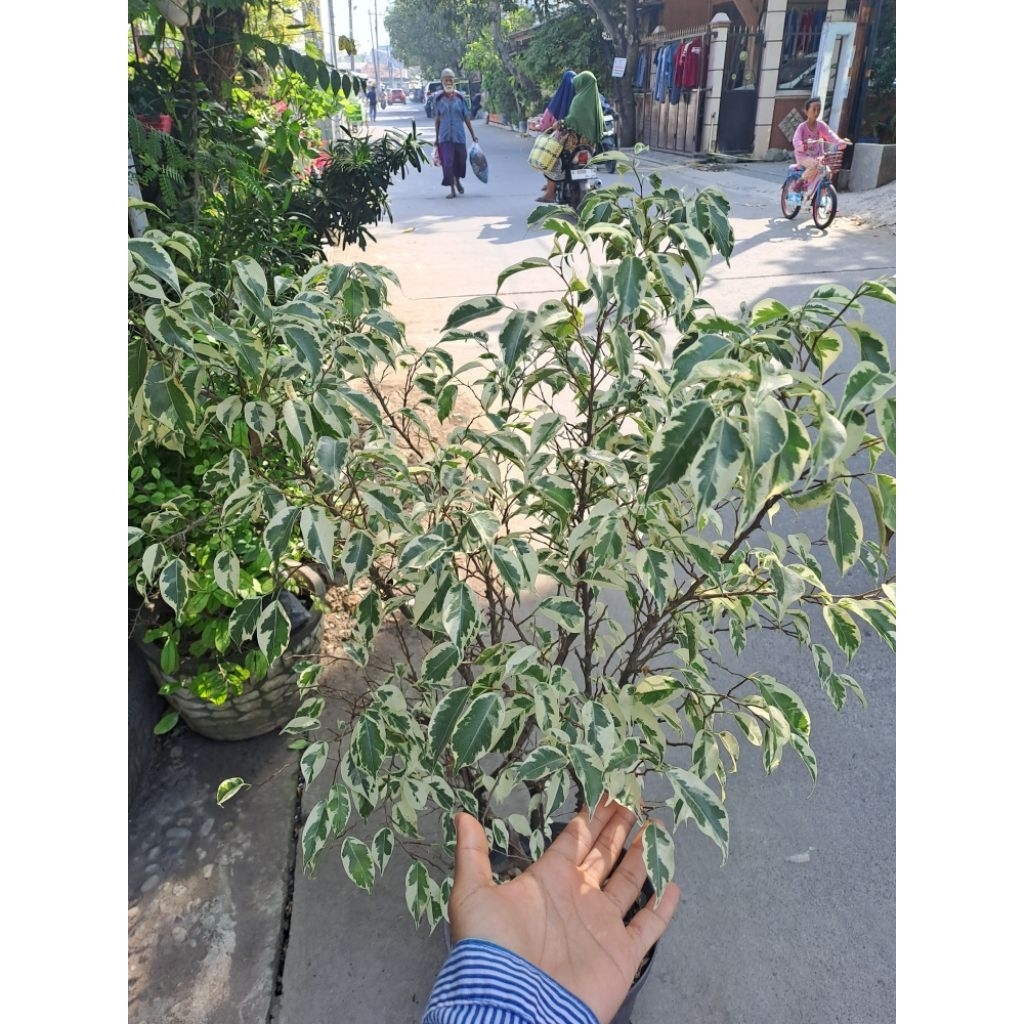 BONSAI TAMAN BERINGIN PUTIH JUMBO