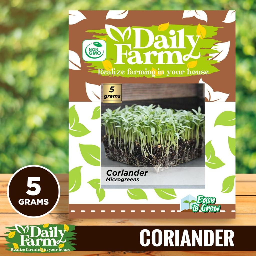 DF Benih Microgreen Coriander Coriander Microgreen