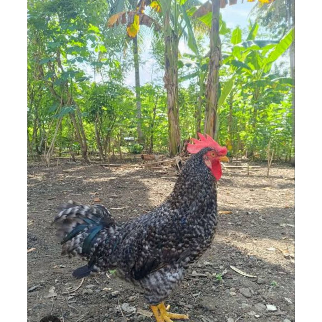 telur fertil ayam kuntara 4
