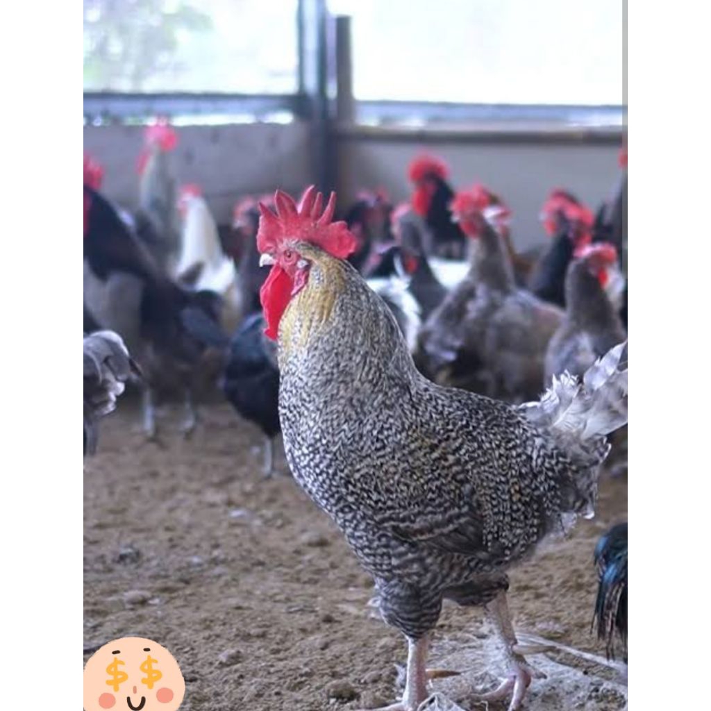 telur fertil ayam kuntara 4