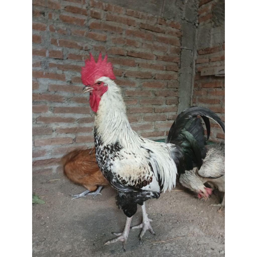 Telur fertil ayam kampung Yudistira untuk ditetaskan