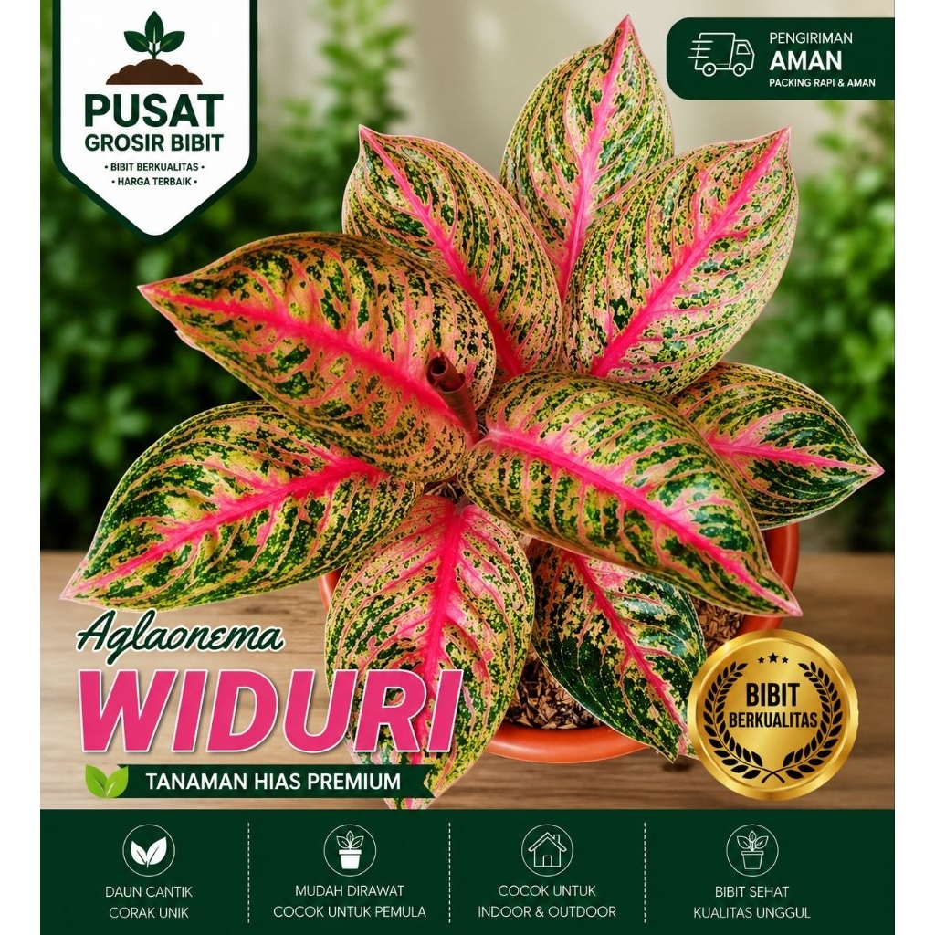 AGLAONEMA WIDURI