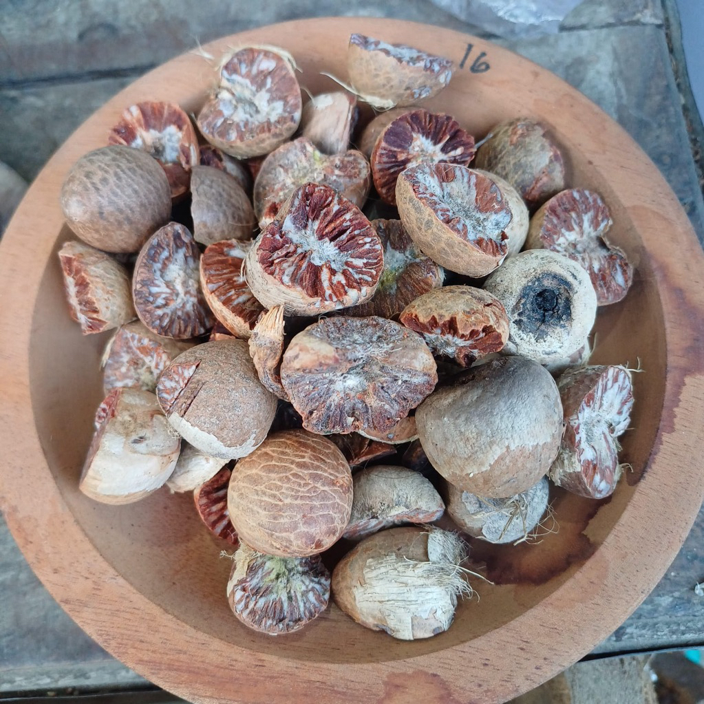 Jambe kering / Buah pinang kering