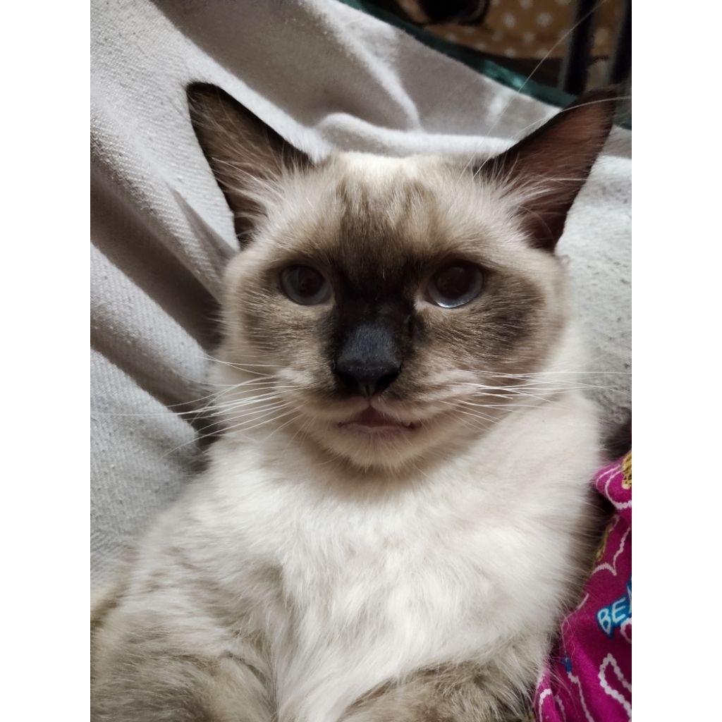 Lepas Adopsi Kucing Persia warna putih Himalaya, lucu banget  ...sehat, terawat, lincah, suka bermai