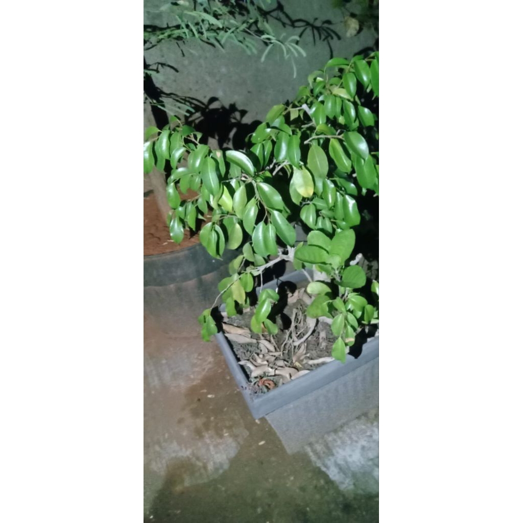 Bahan bonsai beringin iprik