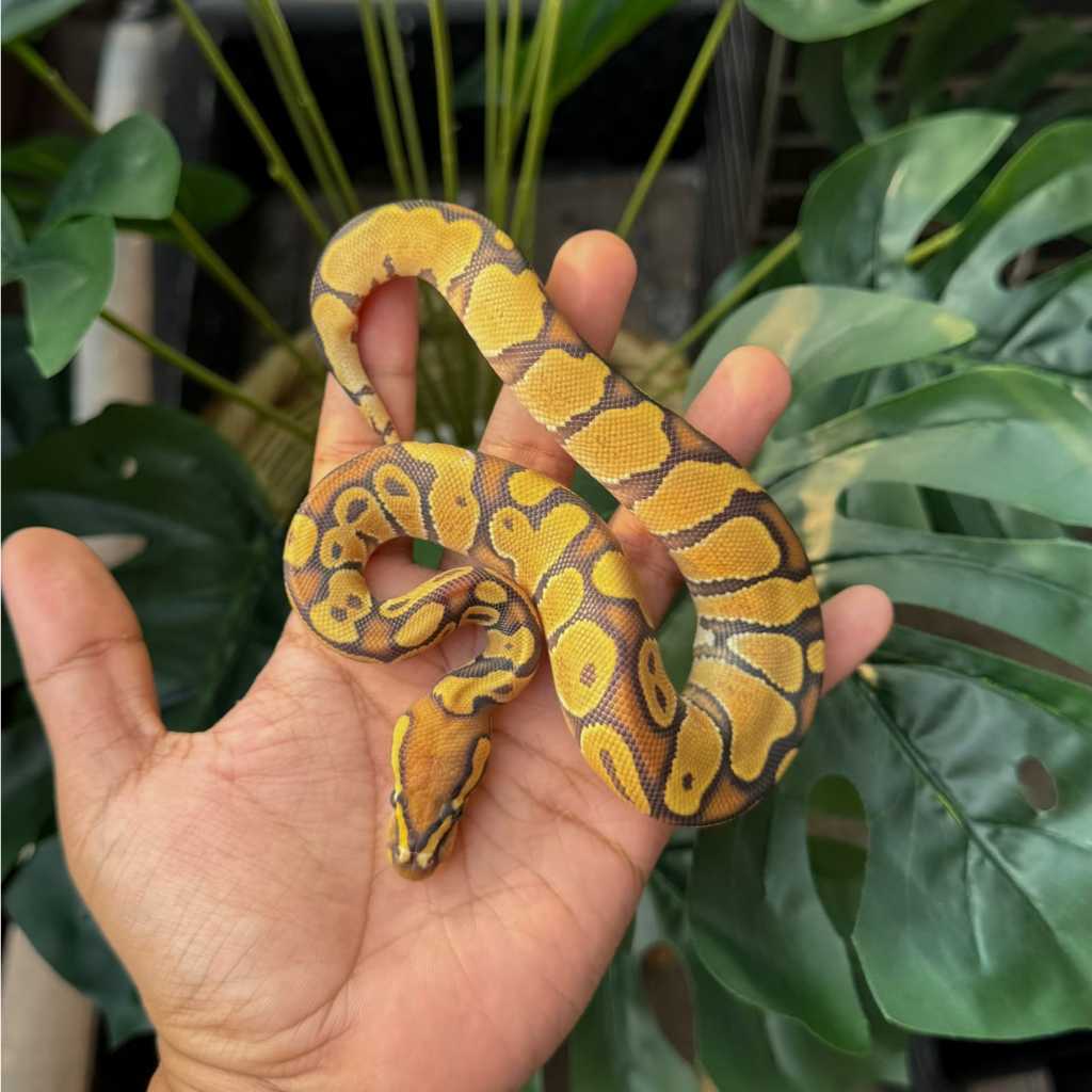 Ball Python Orange Dream Hypo Male