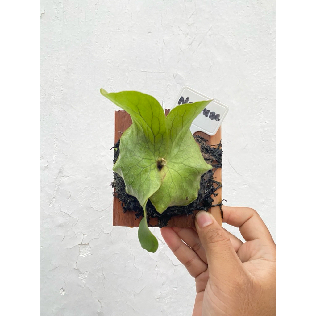platycerium neptune