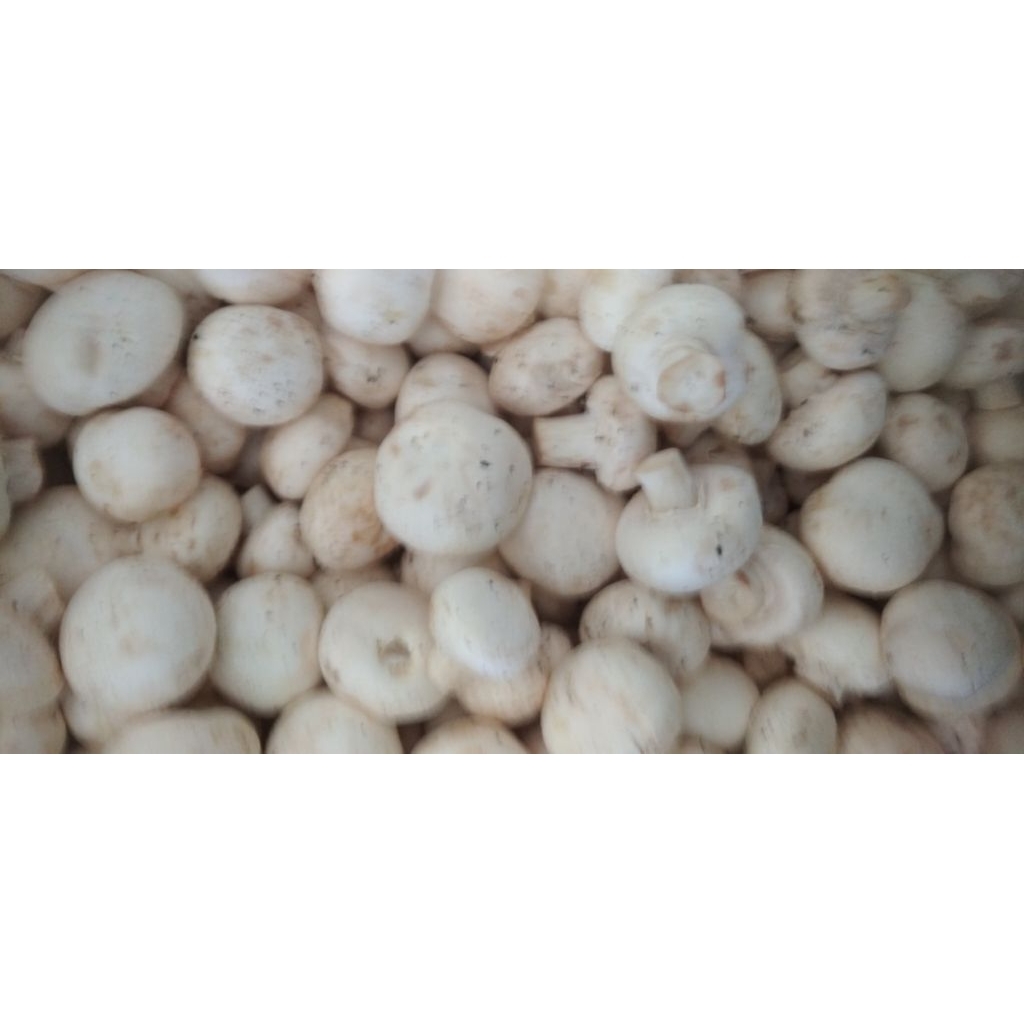 Jamur Kancing Campignon segar