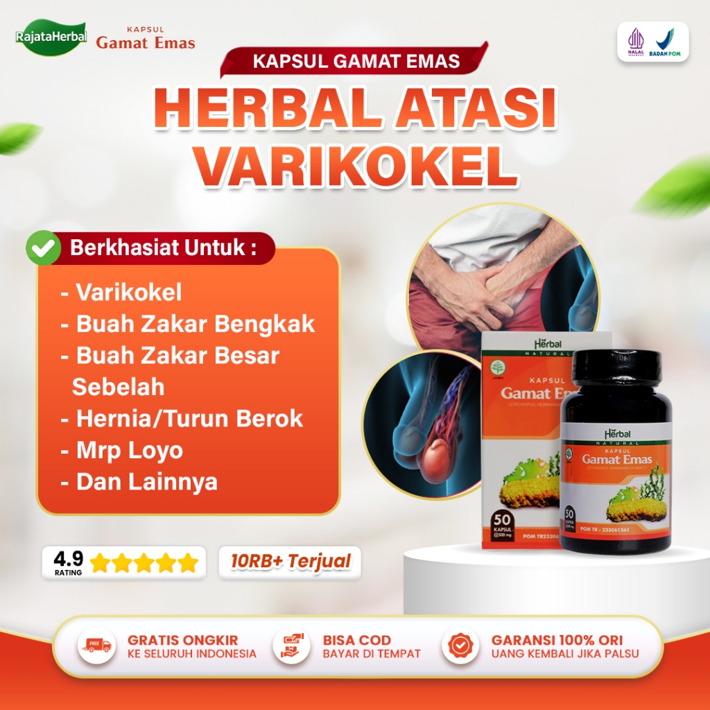 Obat Hernia Turun Berok Varikokel Buah Zakar Bengkak Besar Sebelah Mr P Loyo Kapsul Gamat Emas