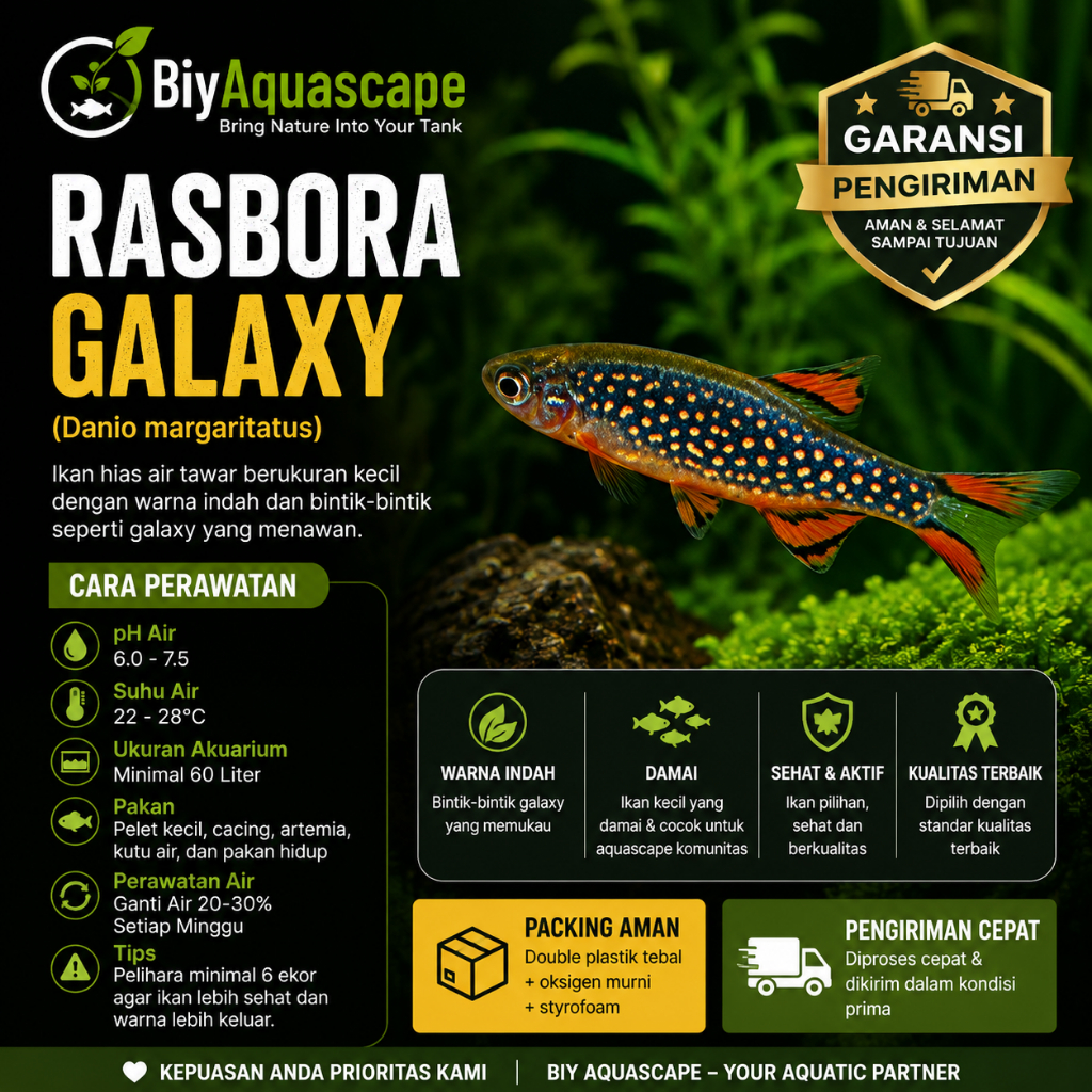 IKAN HIAS AQUASCAPE RASBORA GALAXY