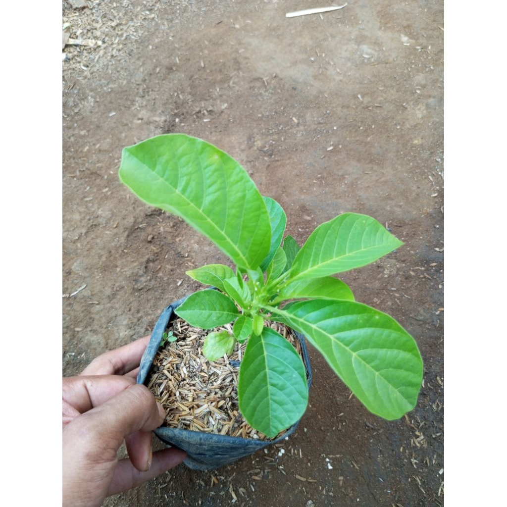 erbis/tanaman buah erbis