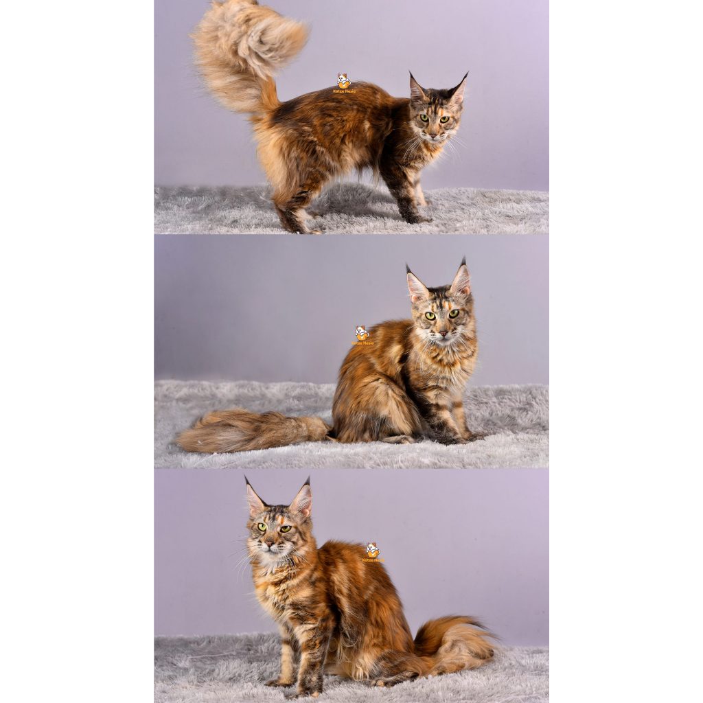 Briella – Kucing Mainecoon – Betina – 8 Bulan
