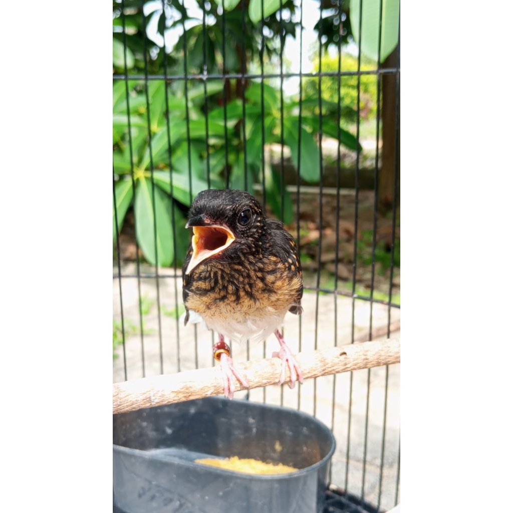 MURAI BATU TROTOL BETINA