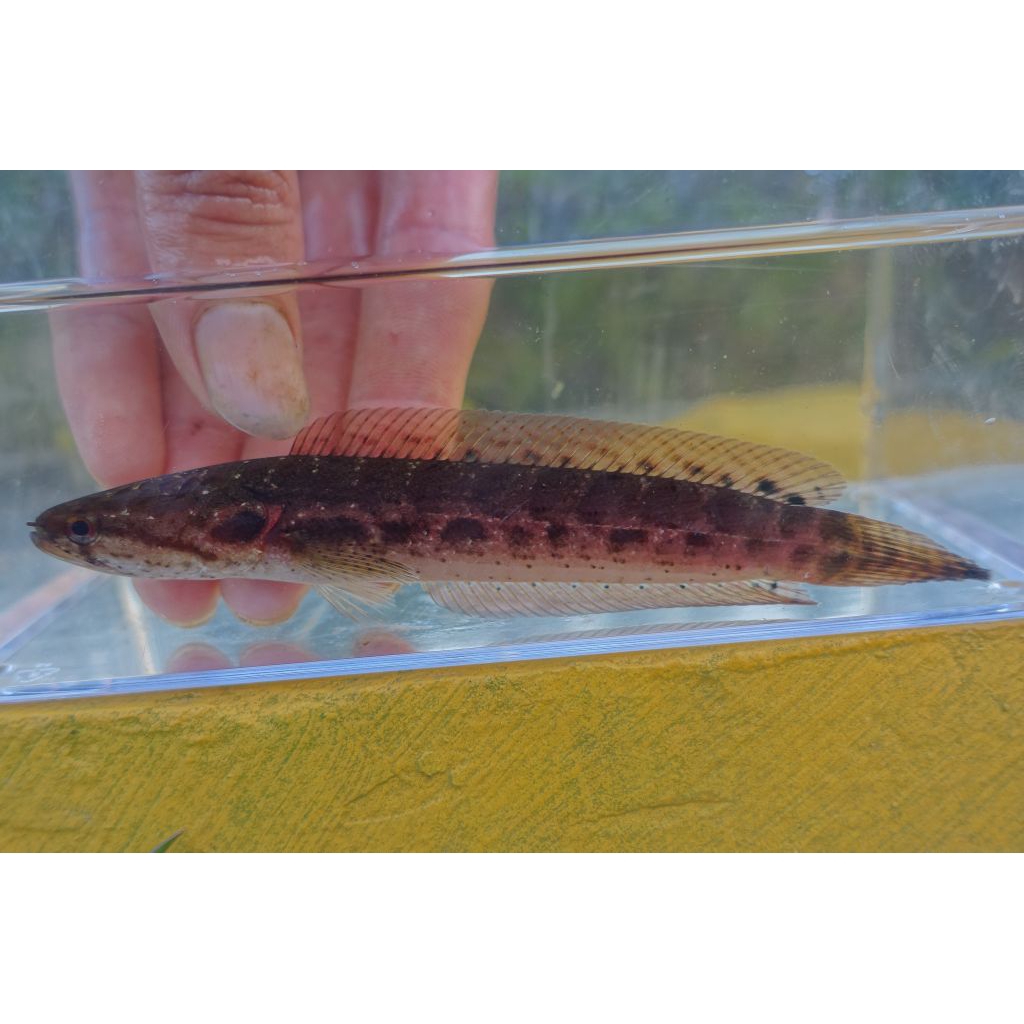 mainan channa bankanensis 8-9cm