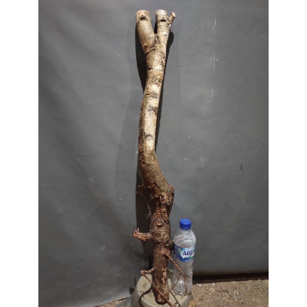 bahan bonsai dongkelan juwet Jamblang hitam realpic sesuai gambar tinggi -+80cm