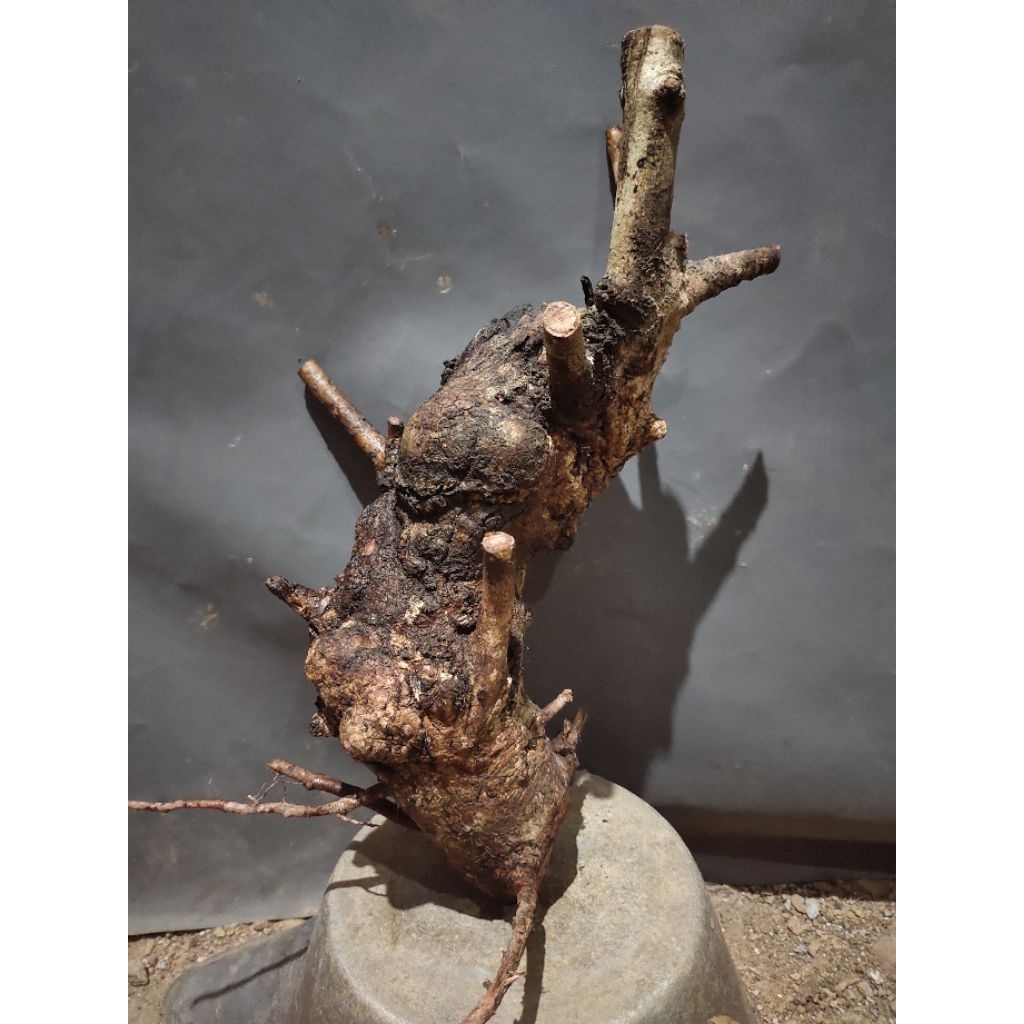 bahan bonsai dongkelan buah Juwet Jamblang Hitam realpic sesuai gambar