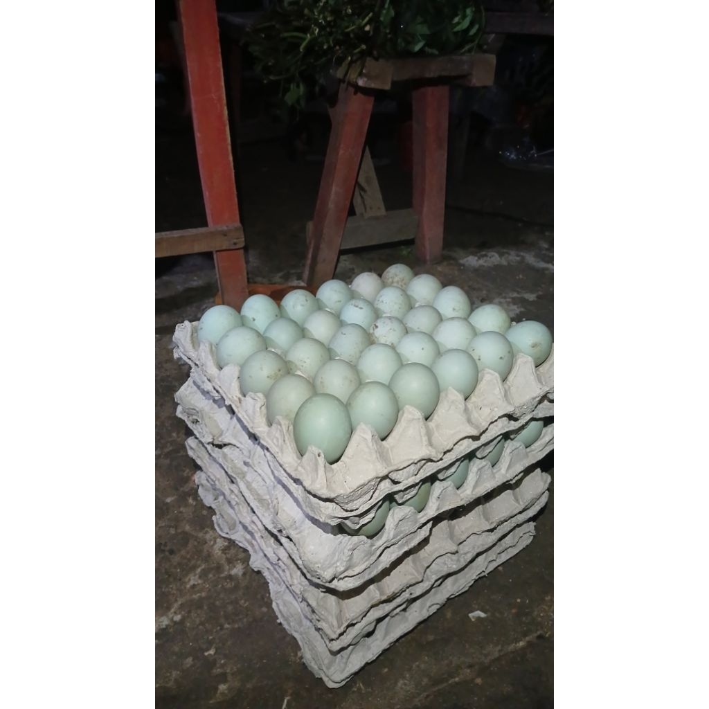 Telur Bebek Mentah Segar dengan Kuning Telur Omega Orange
