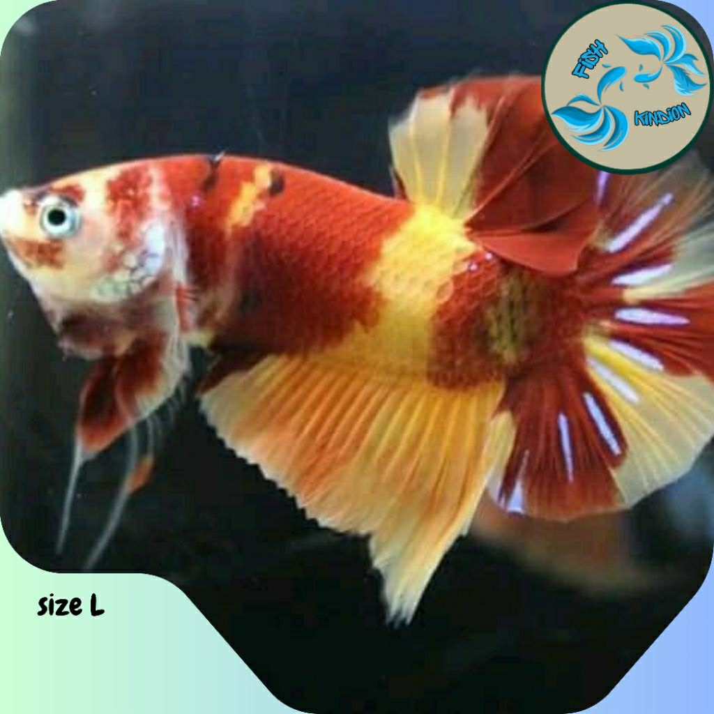 Hiasan aquarium - Hmpk nemo classic 1 pair