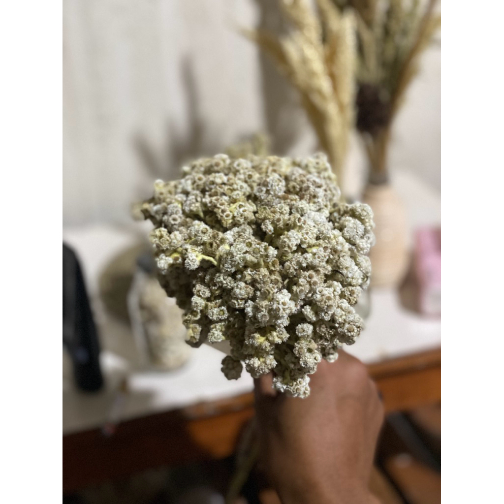 grosir TERMURAH bunga edelweiss kering