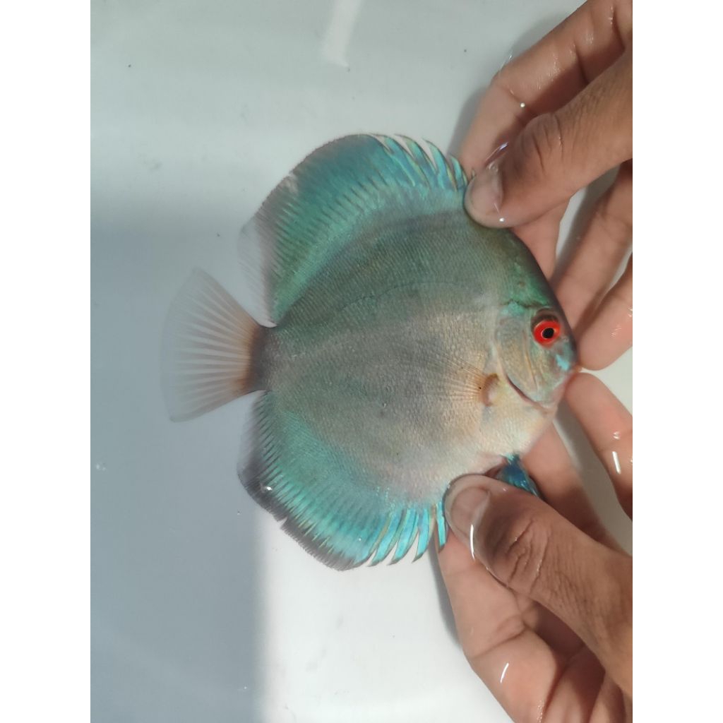 ikan discus blue diamond 3,5 inc ikan hias discus blue diamond size 3,5 inc