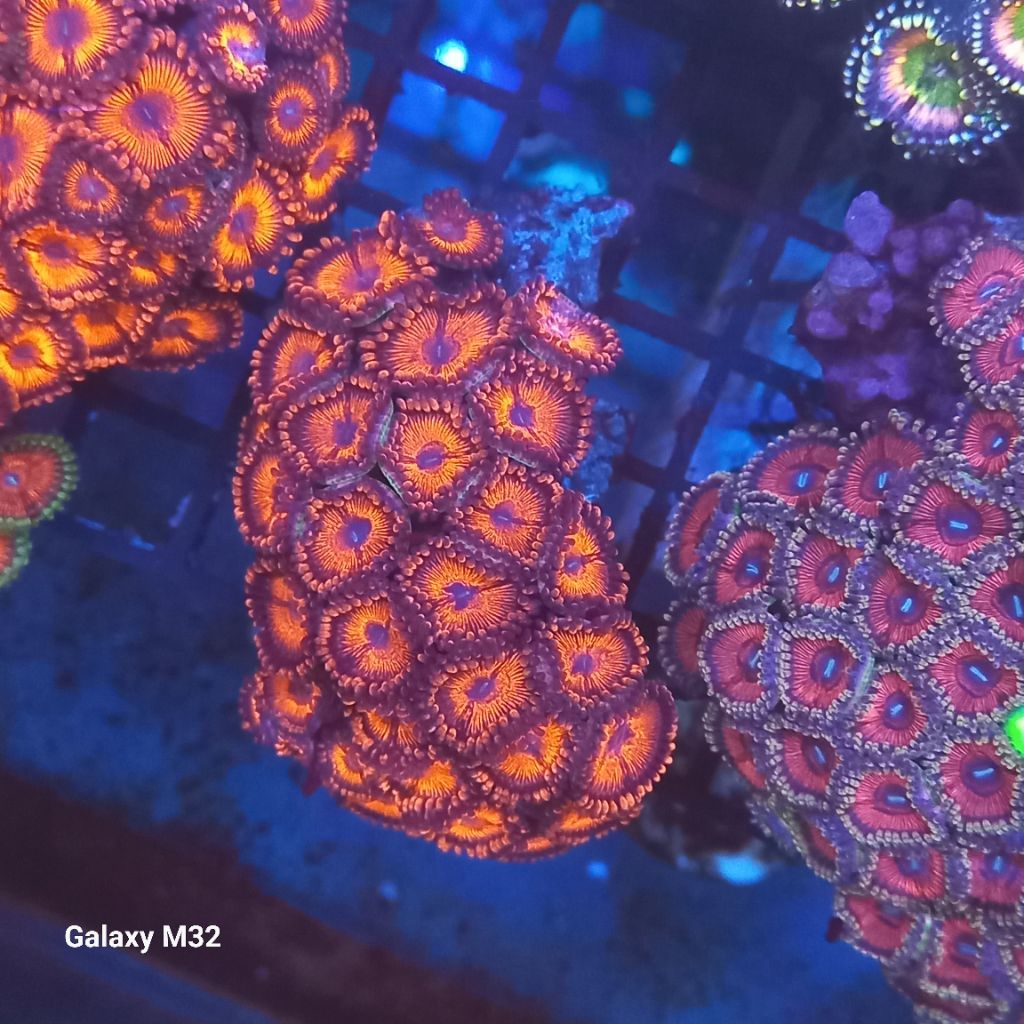 zoa mini koloni 4