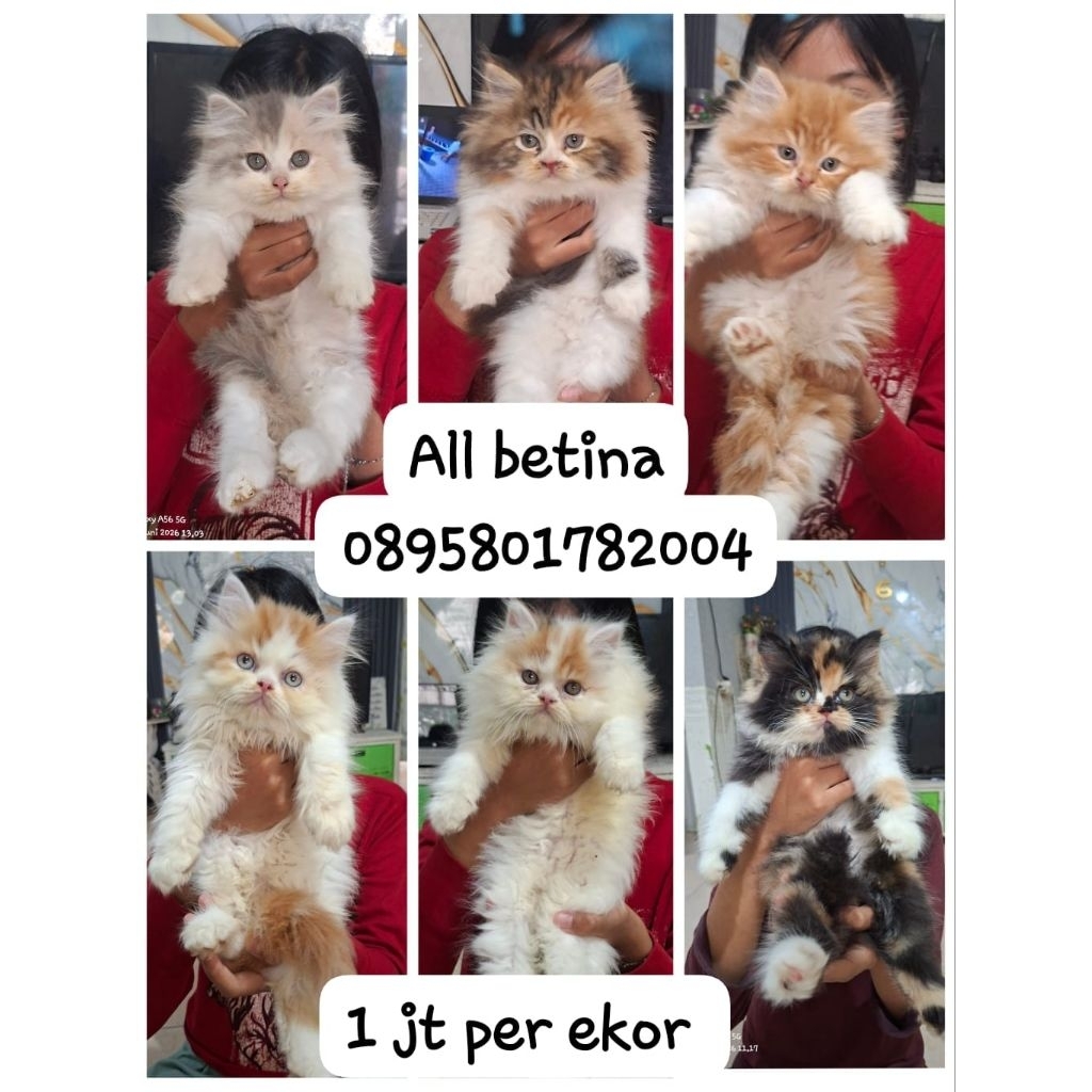 Anak kucing persia /kucing persia flatnose/kitten persia flatnose