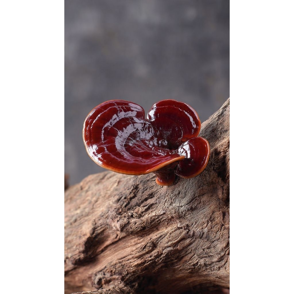 jamur lingzhi utuh asli original