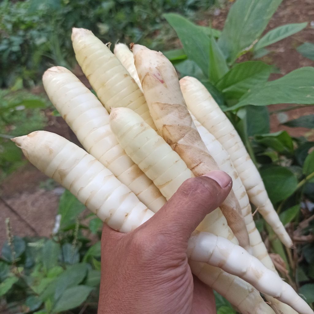 Umbi Garut / ubi garut / kerut / angkrik 500 gr GARANSI aman