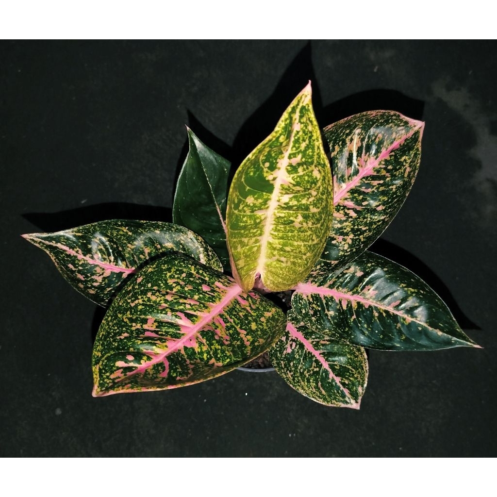 tanaman hias aglonema / aglaonema shinta