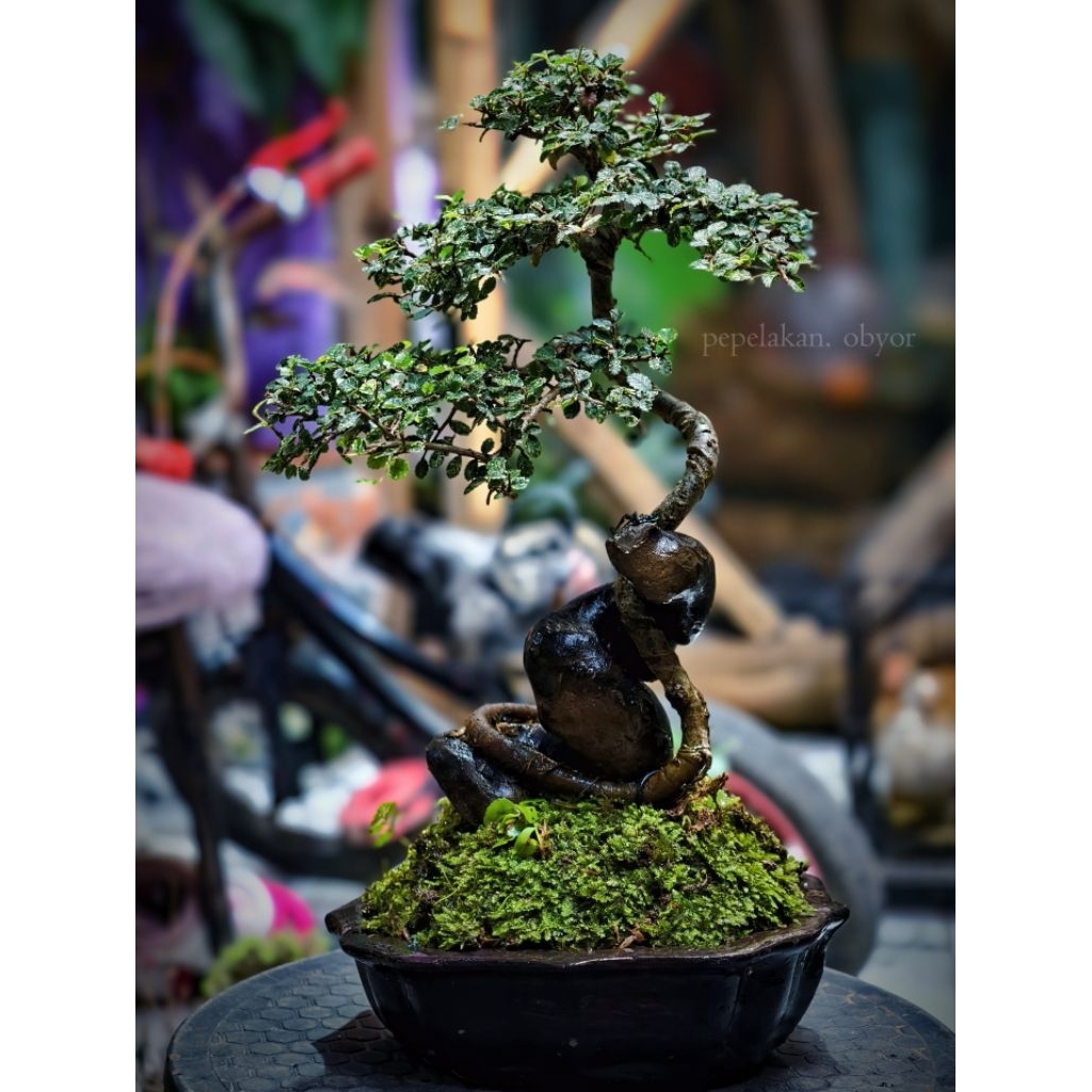 Bonsai Ulmus Micro Variegata Super micro Siap Pajang REALPICT PLUS POT BONSAI