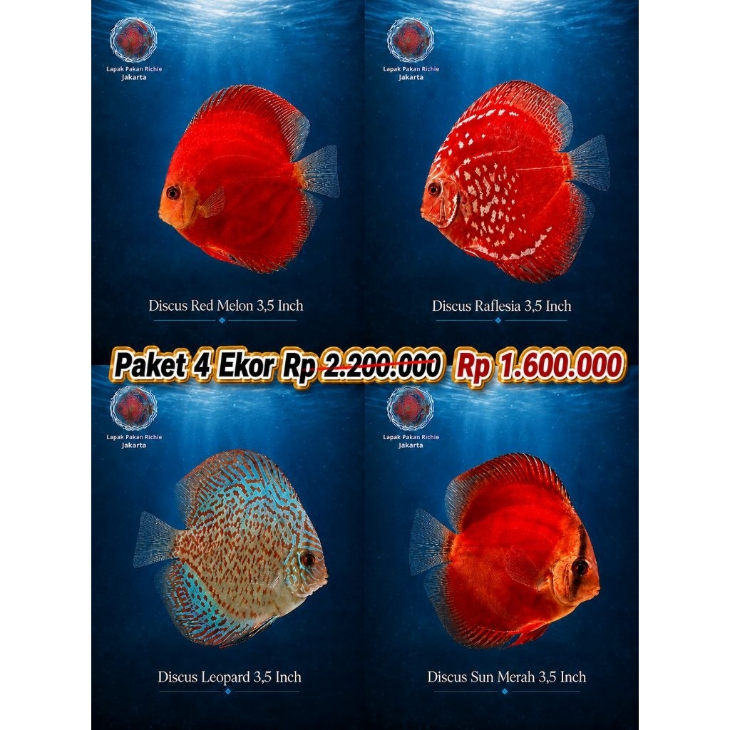 Promo Paket 4 Ekor Ikan Discus 3,5 Inch | Red Melon, Raflesia, Leopard & Sun Merah