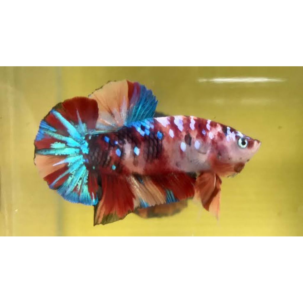 Cupang Plakat Multicolor Jantan