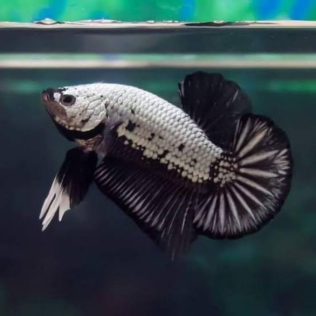 Cupang Plakat Black Samurai Jantan